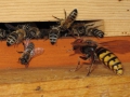 Bienen_012