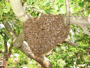 Bienenschwarm_02